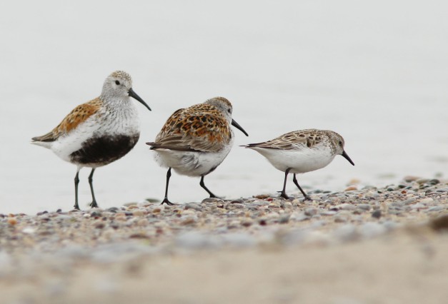 Dunlin (with Sandpiper, Semipalmated)-IMG_3853 copy