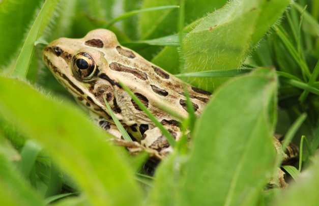 Leopard Frog-IMG_2536 copy