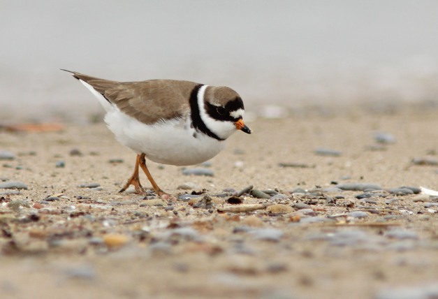 Plover, Semipalmated-IMG_3910 copy