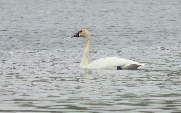Swan, Tundra-IMG_3673 copy
