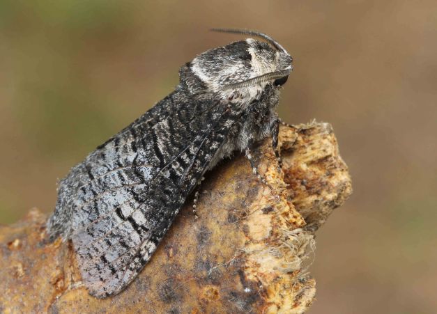 Acossus centerensis – Poplar Carpenterworm