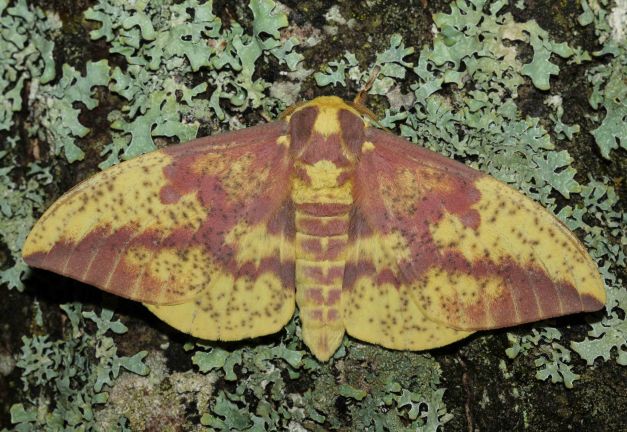 Eacles imperialis – Imperial Moth