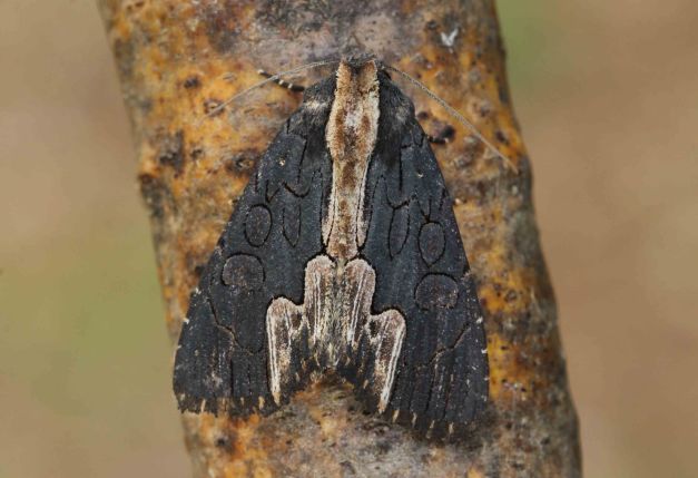 Dypterygia rozmani – American Bird's-wing Moth