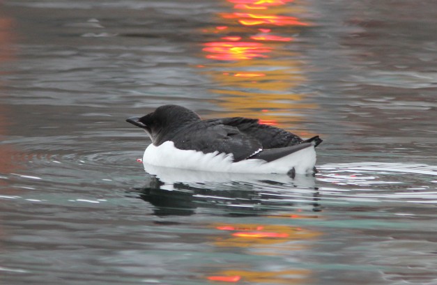 Murre, Thick-billed (1stW)-IMG_4074 copy